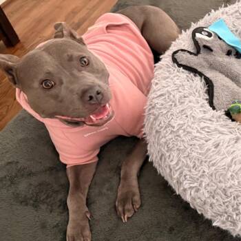 Toula -  American Staffordshire Terrier and Pit Bull Terrier Dog for Adoption in Indian Springs Village, Alabama - Toula | PetCurious