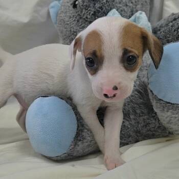 Chihuahua Dogs Available for Adoption - Razzle Dazzle | PetCurious