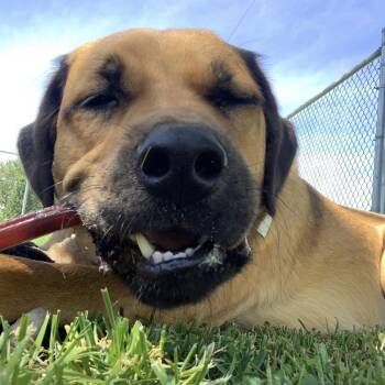 Boone -  Black Mouth Cur and Bullmastiff Dog for Adoption in La Grange, Kentucky - Boone | PetCurious