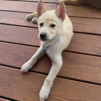 Arcade -  Mixed Breed Dog for Adoption in Buffalo, Minnesota - Arcade | PetCurious