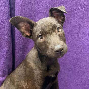 Jasmine -  Mixed Breed Dog for Adoption in Waterloo, Iowa - Jasmine | PetCurious