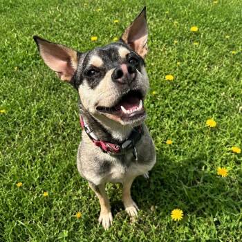 Rudy -  Boston Terrier Dog for Adoption in Baldwin, Maryland - Rudy | PetCurious