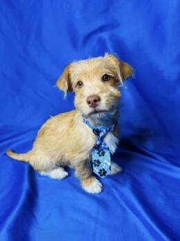 Peanut -  Terrier Dog for Adoption in Lucas, Texas - Peanut | PetCurious