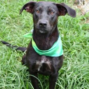Pickle Pop --Courtesy Post. Out of town pet. See below for detai -  Pit Bull Terrier Dog for Adoption in Eagle, Idaho - Pickle Pop --Courtesy Post. Out Of Town Pet. See Below For Detai | PetCurious