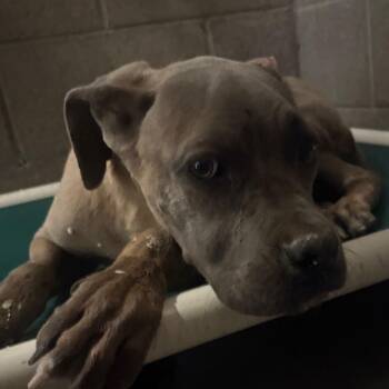 Cane Corso Dogs Available for Adoption in Yuma, Arizona - Diogenes | PetCurious