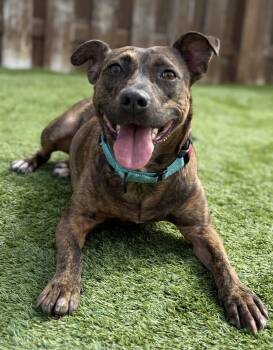 Pit Bull Terrier and Beagle Dogs Available for Adoption - Sarita | PetCurious