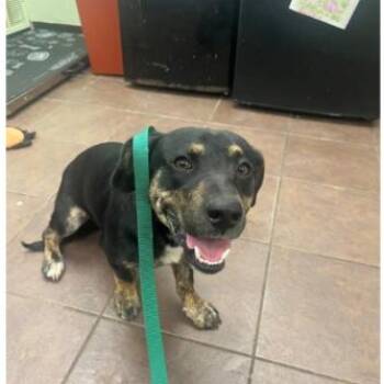 Kibble -  Cardigan Welsh Corgi Dog for Adoption in Austin, Texas - Kibble | PetCurious