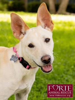 Belle -  Pharaoh Hound and Shepherd Dog for Adoption in Marina Del Rey, California - Belle | PetCurious