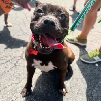 Rescue American Bulldog and Mixed Breed Dogs for Adoption in St. Peters, Missouri - Luna | PetCurious
