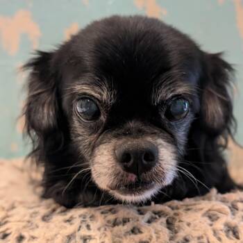Gerald -  Tibetan Spaniel and Cavalier King Charles Spaniel Dog for Adoption in Mountain Center, California - Gerald | PetCurious