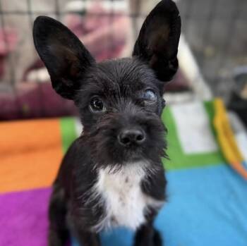 Bart -  Terrier Dog for Adoption in Larkfield-wikiup, California - Bart | PetCurious