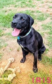Black Labrador Retriever Dogs Available for Adoption in Killingworth, Connecticut - Iris #10 | PetCurious