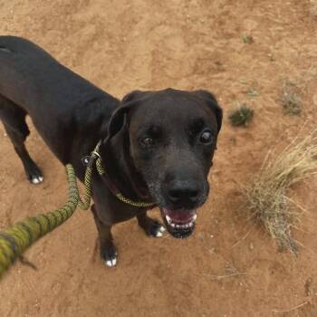 Chocolate Labrador Retriever and Mixed Breed Dogs Available for Adoption in Midland, Texas - Tony | PetCurious