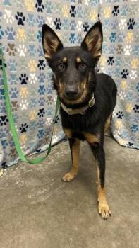 ECHO -  German Shepherd Dog Dog for Adoption in Rosenberg, Texas - ECHO | PetCurious