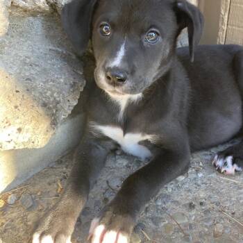 Bella -  Terrier and Mixed Breed Dog for Adoption in Spokane, Washington - Bella | PetCurious