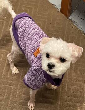 Maltese and Poodle Dogs Available for Adoption - Kiko | PetCurious