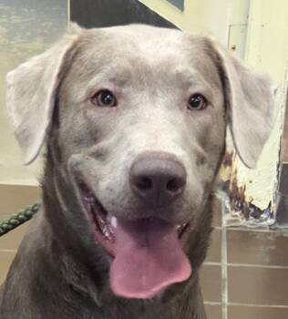 Aurora -  Labrador Retriever and Weimaraner Dog for Adoption in Olean, New York - Aurora | PetCurious