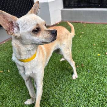 Lady A2280108 -  Chihuahua Dog for Adoption in Los Angeles, California - Lady A2280108 | PetCurious
