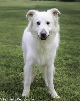Rescue Great Pyrenees and Labrador Retriever Dogs for Adoption in Nashville, Tennessee - Brodie | PetCurious