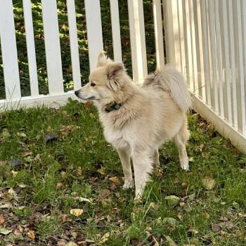 Rescue Mixed Breed Dogs for Adoption in Jarrettsville, Maryland - King | PetCurious