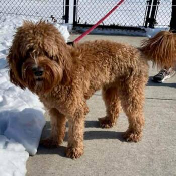 Wahlo/ Love Letter -  Poodle and Mixed Breed Dog for Adoption in Arlington, Virginia - Wahlo/ Love Letter | PetCurious