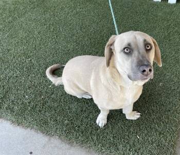 LOLA -  Labrador Retriever and Basset Hound Dog for Adoption in Modesto, California - LOLA | PetCurious