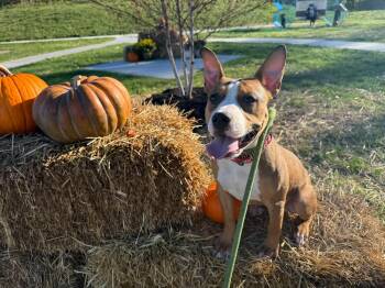 Tootsie -  Pit Bull Terrier Dog for Adoption in Cleveland, Ohio - Tootsie | PetCurious