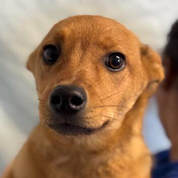 Fable -  Shepherd Dog for Adoption in Goleta, California - Fable | PetCurious