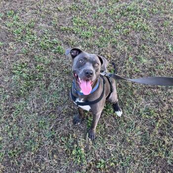 Mixed Breed Dogs Available for Adoption in Houston, Texas - Rosie | PetCurious