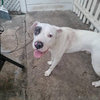 Rescue American Staffordshire Terrier Dogs for Adoption in San Antonio, Texas - GUERRO | PetCurious