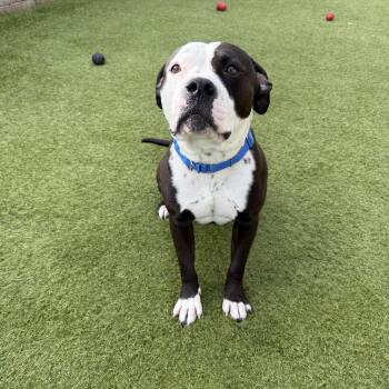Pit Bull Terrier Dogs Available for Adoption in Phoenix, Arizona - Speedy | PetCurious