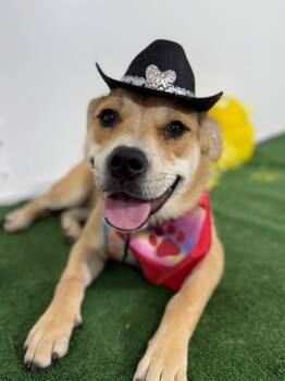 Matilda-One of our Amazing Rescue Dogs -  Carolina Dog and Labrador Retriever Dog for Adoption in Carlsbad, California - Matilda-One Of Our Amazing Rescue Dogs | PetCurious