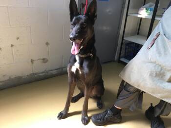 Shepherd Dogs Available for Adoption in Emeryville, California - Hudson | PetCurious