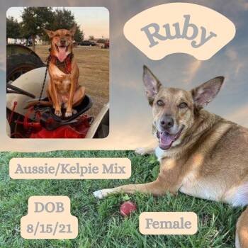 Rescue Australian Kelpie and Australian Shepherd Dogs for Adoption in Caldwell, Texas - Ruby | PetCurious