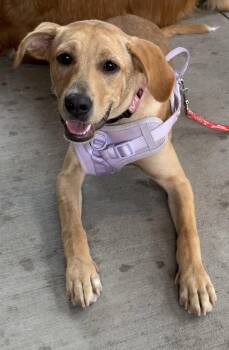 Josie -  Retriever Dog for Adoption in Charlotte, North Carolina - Josie | PetCurious