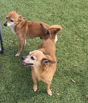 Chihuahua Dogs Available for Adoption in Winter Garden, Florida - Bud Man And Snatchie | PetCurious