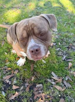 American Staffordshire Terrier Dogs Available for Adoption - Poncho | PetCurious