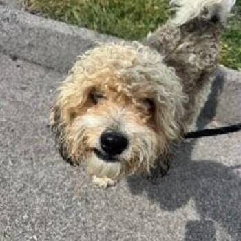 Willy -  Cockapoo Dog for Adoption in St. Louis, Missouri - Willy | PetCurious