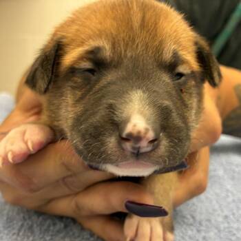 Mixed Breed Dogs Available for Adoption - Cressida | PetCurious