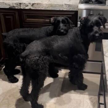 Louie and Lola -  Giant Schnauzer Dog for Adoption in Las Vegas, Nevada - Louie And Lola | PetCurious