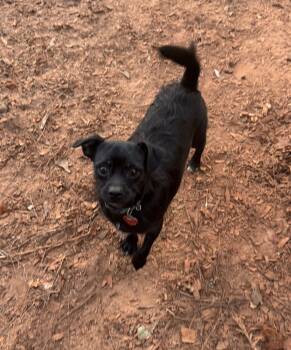 Rescue Chihuahua Dogs for Adoption in Troy, Alabama - Jett (Bonded With Dasher) | PetCurious