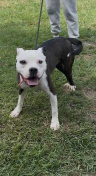 Lance -  American Staffordshire Terrier Dog for Adoption in Tyler, Texas - Lance | PetCurious