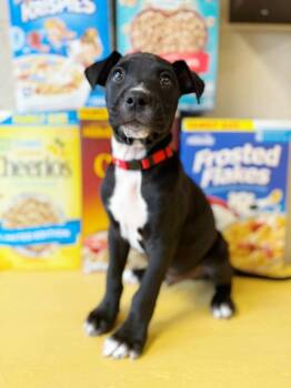 Captain Crunch -  Mixed Breed Dog for Adoption in Effingham, Illinois - Captain Crunch | PetCurious