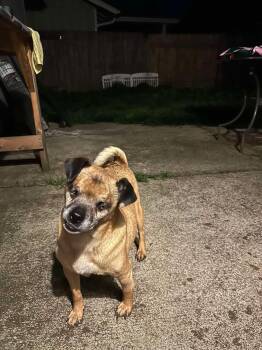 Pug Dogs Available for Adoption in Eugene, Oregon - Mike Wazoski | PetCurious