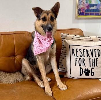 German Shepherd Dog and Belgian Shepherd Sheepdog Dogs Available for Adoption in Friendswood, Texas - Coco Honey The Sweetest  | PetCurious
