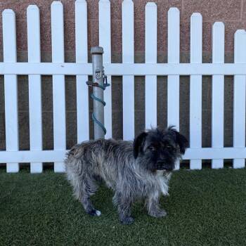 HARLEY -  Schnauzer and French Bulldog Dog for Adoption in Modesto, California - HARLEY | PetCurious