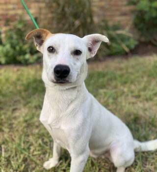 Rat Terrier and Beagle Dogs Available for Adoption in Saugus, Massachusetts - Cam Camalion | PetCurious