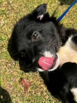 Australian Shepherd and Labrador Retriever Dogs Available for Adoption in North Reading, Massachusetts - Carolina | PetCurious