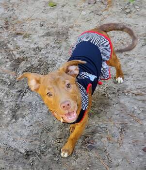 Rescue Labrador Retriever and Beagle Dogs for Adoption in New Bern, North Carolina - Rizzo | PetCurious