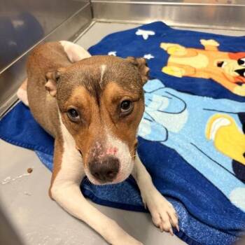 BooBoo -  Mixed Breed Dog for Adoption in Davenport, Iowa - BooBoo | PetCurious